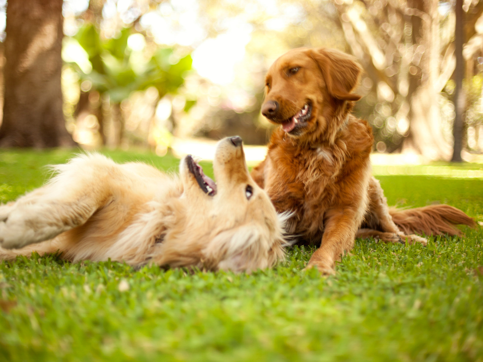 Two dogs lying in grass field with trees in the backdrop playing- new construction homes near amarillo ranch palomino ranch in maricopa AZ with USDA new construction 